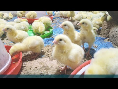 Here is how you can make millions off of broiler keeping #broilerkeeping