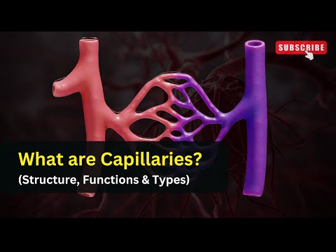 What are capillaries and its function || Types of blood vessels || Biology