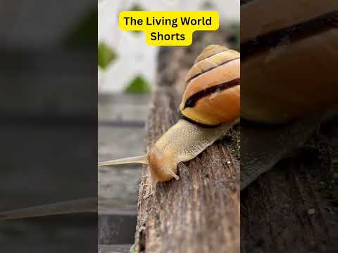 The Living World  🏞️🪺#viral #trending #shorts #shortvideo #education