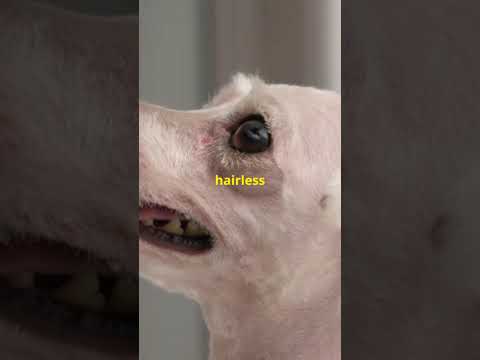 Unique dog breeds..! #dogsshorts #youtubeshorts