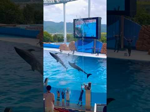 2024.8.29(木)アドベンチャーワールドにて🐬イルカや🐳くじらの水浴びイベント☆みんな涼をとって楽しそうでした♪#アドベンチャーワールド #イルカ #クジラ #イルカショー