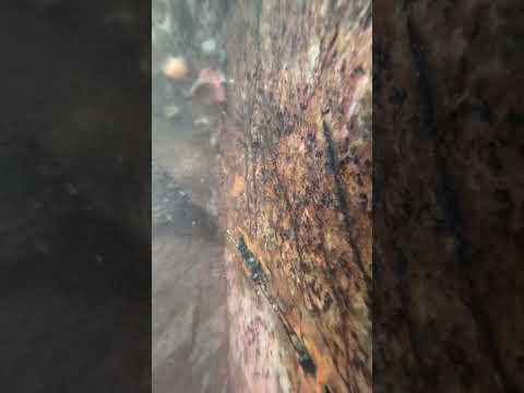 The best day yet on this river 🤞 💪 #gold #goldpanning #underwater #adventure #scotland