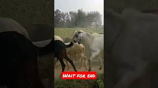 Agriculture 😮🤯 #shorts #vlog #vlogs #hindivlog