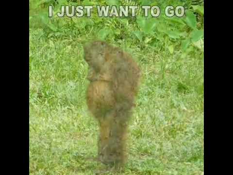 When Your Monke Is Sad…