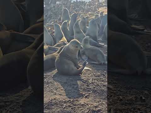Sea lions invade California park! #shorts