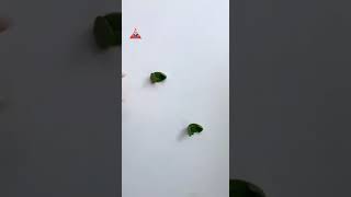 Plant Climbing  Clip - House Hold Product CODE 476 @onlinevirpanai6037