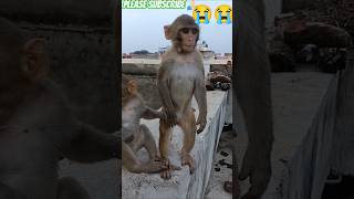 #moj #comedy #monkey #funny niche utar niche utar tu 😁🤣👍🏻💔🐵😭🤣🐒