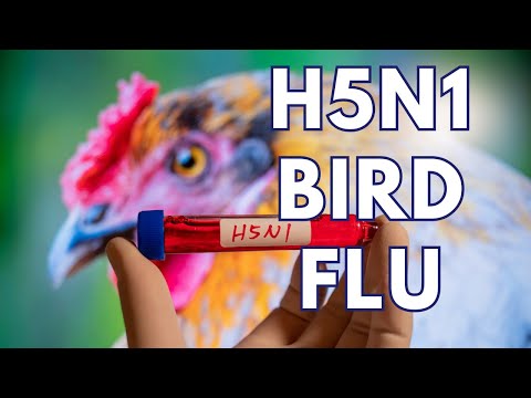 H5N1 Bird Flu
