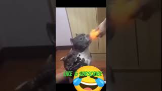 #teluguprankslatest 🐕🐶#funny #comedyshorts #fun #dogprank #shorts  #funnyshorts #dog