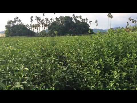 芯茶濃，夏季茶園 留養茶菁