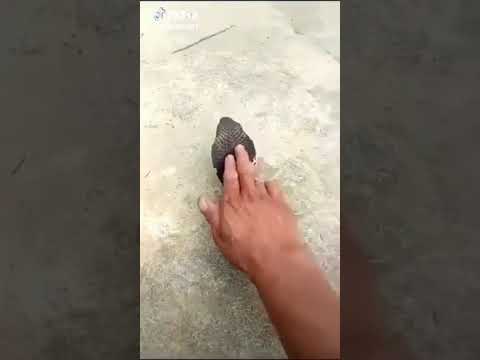 Funny video