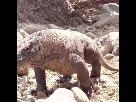 Komodo dragons Have Swallowed 1 Goat