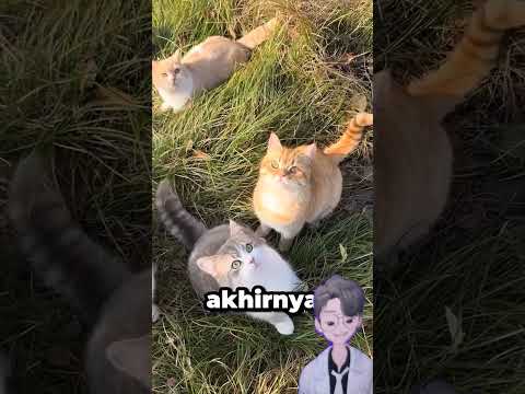 Surga kucing nih #kucing #kucinglucu #cat #catlover