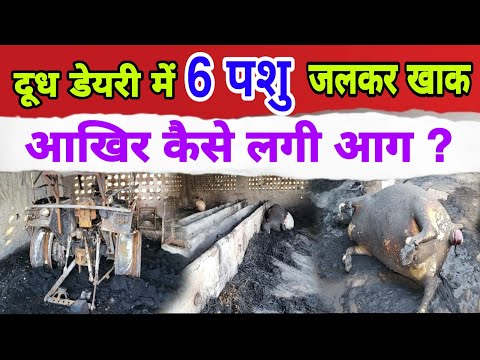 दूध डेयरी मे 6 पशु जलकर खाक😱आखिर कैसे लगी आग #breakingnews #charkhidadrinews #latestnews #news