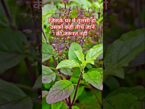 Jiske ghar mein Tulsi ka paudha# Premanand Maharaj