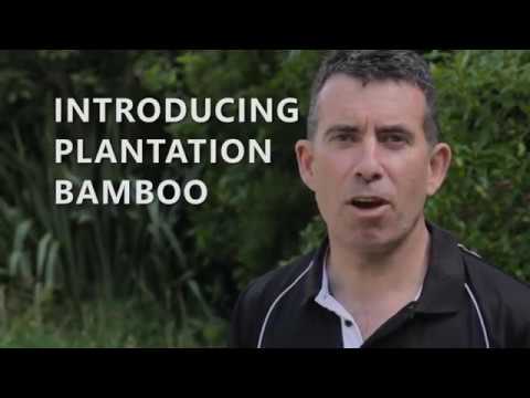 Introducing Plantation Bamboo