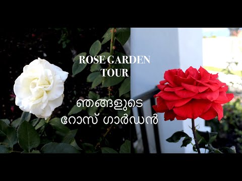 Rose Garden Tour / റോസാപ്പൂക്കൾ - San Jose, California | USA Malayalam vlog