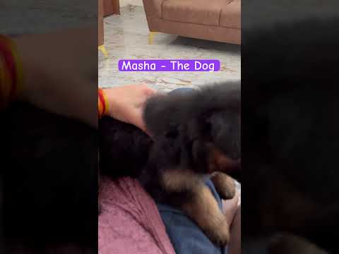 #garden #doglover #dogshorts #germenshepherd #puppyvideos #play #stressrelief #relaxing #happiness