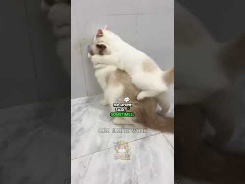 Whiskers' Wisdom: The Proud Cat Learns a Lesson | Cats Like To Work #funnycats #catvideos #cats
