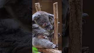 Koalas had to get dumber to survive? #koalkoalas as