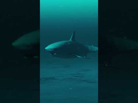 #shark #underwater #nature #sea #waterlife #marine #fIsh #waterfowl