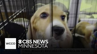 Beagles rescued from Wisconsin lab faced conditions like surgery without anesthesia, records show