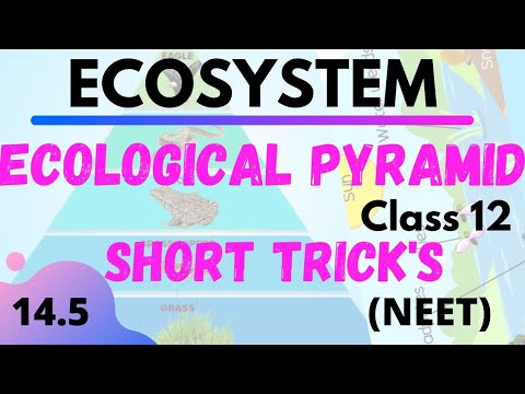 Ecological pyramid | 14.5 | ECOSYSTEM | NEET TRICK | Neet Short Trick | NCERT BIOLOGY CLASS 12|Trick