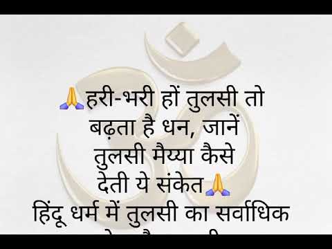 हरी - भरी हों तुलसी तो बढ़ता है धन,जाने तुलसी मैया कैसे देती ये संकेत  वास्तु शास्त्र । वास्तु टिप्स