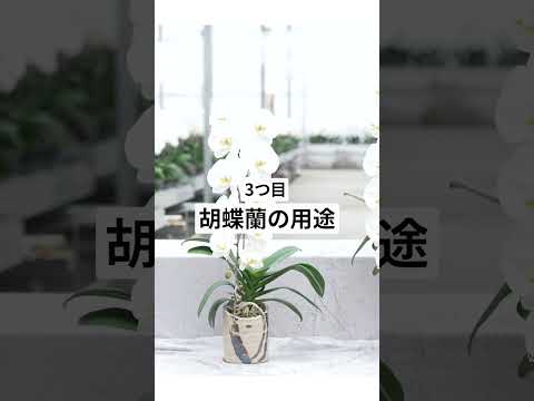 胡蝶蘭選びがもっと楽しくなる！知っておくと役に立つ胡蝶蘭の予備知識