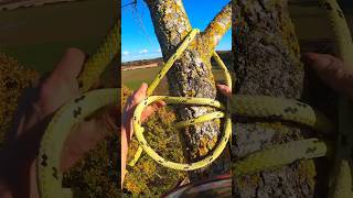 Setting ropes and RIGGING em out. #rigging #arborist #treework #arbortec