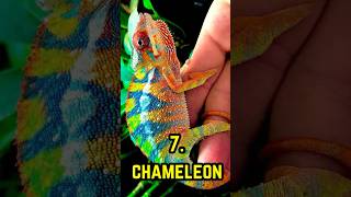 TOP 10 MOST BEAUTIFUL ANIMALS IN THE WORLD