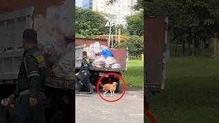 The dog followed the man  #shorts 🦮❤️#dog