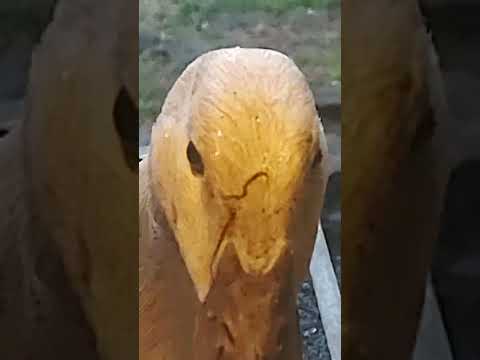 Ducks come to my window for treats every morning . #ducks #dogs #tinyfarm