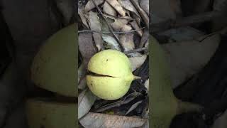 #nutmeg nutmeg benefits, health benefits of @nutmeg is the @seed #seed #plants @plant