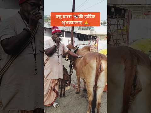 वसु बारस पर पवित्र शंखध्वनी 🐄 गौमाता के साथ दिव्य पल 🐮🙏 #वसुबारस #गौमाता #गौमाता_राष्ट्रमाता