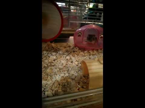 倉鼠 三線鼠 出生紀錄 三線鼠寶寶 【DAY24】