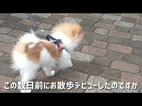 仔犬ポメラニアンの公園デビュー