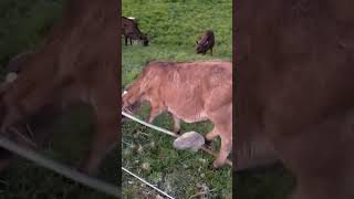 Farm life in Nz