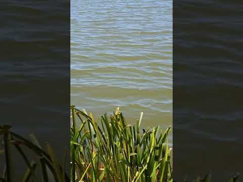 2020.01.01 Eurasian Coot v.2 Up-ending in deeper water to reach food ~ Elton Y