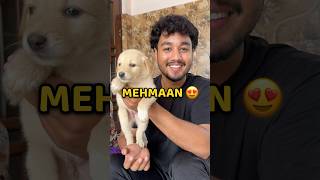 Cute Mehmaan 😍 #shorts #vlog #minivlog #familyvlog #puppy