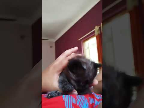 😻 #shorts #pets #funny #youtubeshorts #trending #youtube #shorts