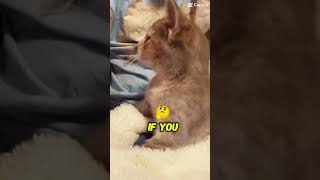 If you think I'm cute #subscribe #cutecat #cute #cat #catshorts #tinycat #adorable #catworld