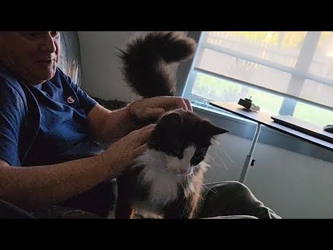 Funny Cat: I'm getting jealous watch till end