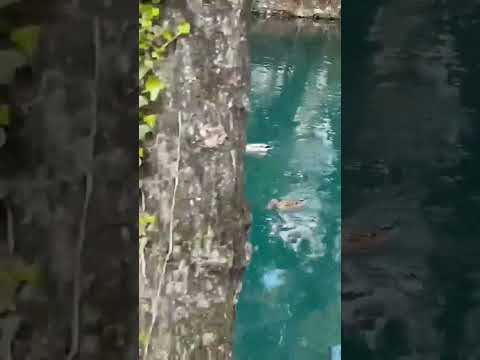 Le papere!! #papere#treviso#trevisosile#sile#veneto#Rdo11#ilPitto15