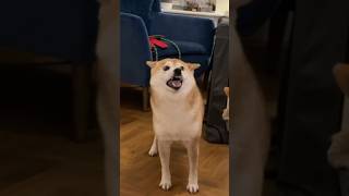 top 10 most wanted gumples (out with the goobie woobies) #cutenessoverload