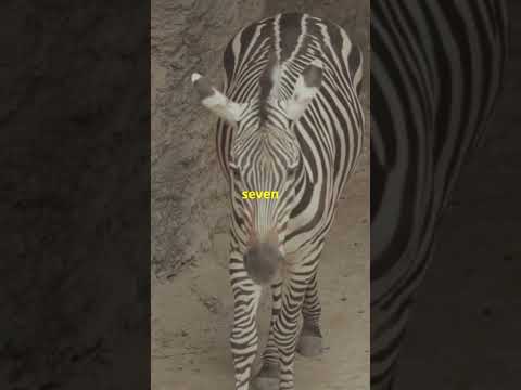 facts about Zebra