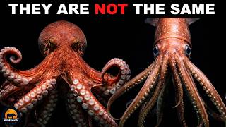 10 Ocean Predators That Look the Same, But Aren't!