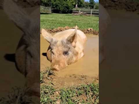सूअर कभी भी आसमान की ओर नहीं देख सकते? || Pigs can never look up to the sky? #shorts #facts #short