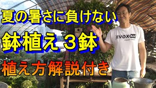 [ガーデニング] 夏の暑さに負けない鉢植え「年間200個以上の鉢植えを作るプロガーデナーが教える鉢植えのコツpartⅡ」
