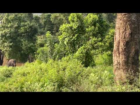 Mudhamalai # Elephant